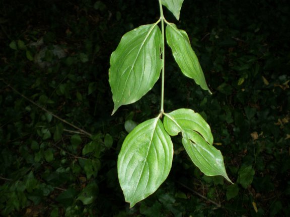Cornus mas